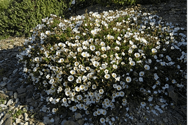 Des images de diff�rentes plantes